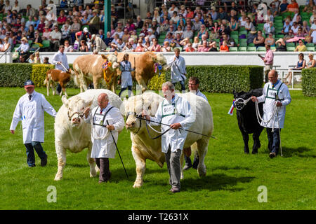 Continental bovini da carne a piedi in coppie con gli agricoltori, sfilano in arena guardato dal giudice & folla - il grande spettacolo dello Yorkshire, Harrogate, Inghilterra, Regno Unito. Foto Stock