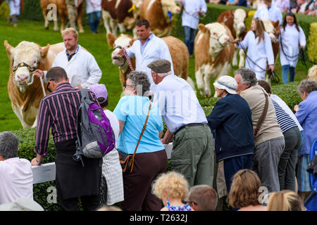 Continental manzo & bestiame bovino di caseificio (simmental) sfilano con i gestori intorno all arena guardato da grande folla - il grande spettacolo dello Yorkshire, Harrogate, Inghilterra, Regno Unito. Foto Stock