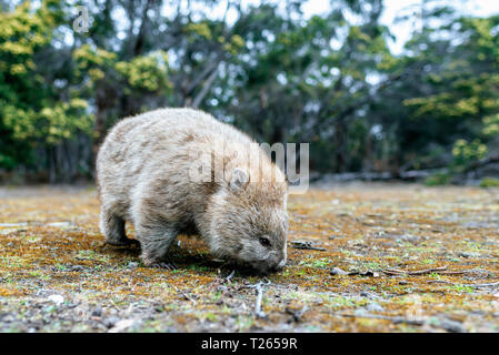 Australia e Tasmania, Maria Island, rovistando wombat Foto Stock