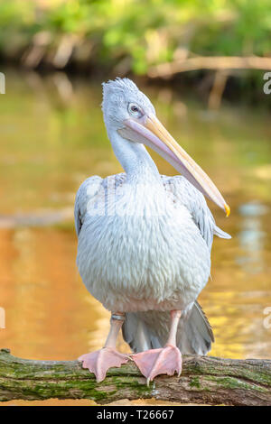 Ritratto di pelican appollaiate sul ramo di albero sopra l'acqua con ali ripiegate durante l ora d'oro.Wildlife photography.orientamento orizzontale.Grande Uccello. Foto Stock