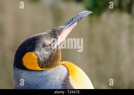 Pinguino reale.Close up, profilo luminoso ritratto della maestosa, grandi e colorati, flightless bird.Wildlife photography.testa di animale.sfondo sfocato. Foto Stock