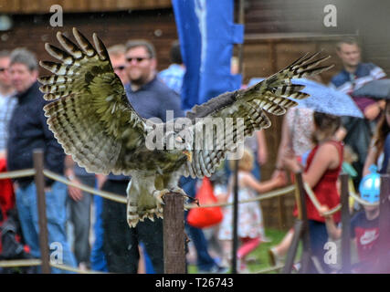 Display di falconeria presso il Castello di Warwick, Warwickshire, West Midlands, England, Regno Unito Foto Stock