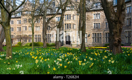 La molla Giunchiglie in giardino a San Salvator's Hall di residenza , alloggi per studenti, a St Andrews University, Fife, Scozia, Regno Unito Foto Stock