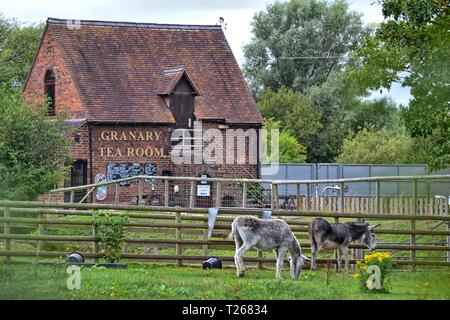 Asini in Broomey Croft Childrens Farm, accanto al granaio sala da tè di acqua di Kingsbury Park, North Warwickshire, Inghilterra, Regno Unito Foto Stock