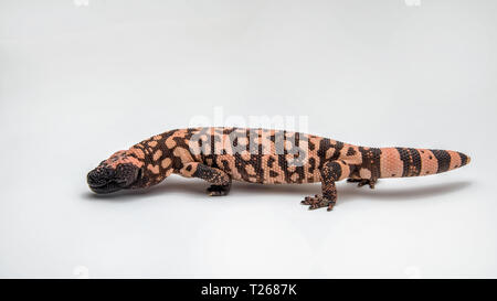 Gila Monster - Heloderma suspectum - su sfondo bianco Foto Stock