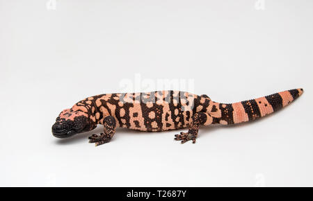 Gila Monster - Heloderma suspectum - su sfondo bianco Foto Stock