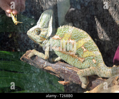 Un camaleonte a Stratford-upon-Avon Butterfly Farm, Warwickshire, Inghilterra, Regno Unito Foto Stock