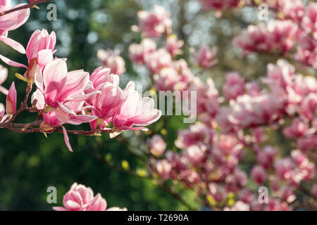 Rosa magnolia blossom. ramoscelli con splendidi fiori di gara. splendida primavera scenario nel parco Foto Stock