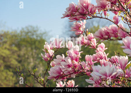 Rosa magnolia blossom. ramoscelli con splendidi fiori di gara. splendida primavera scenario nel parco Foto Stock