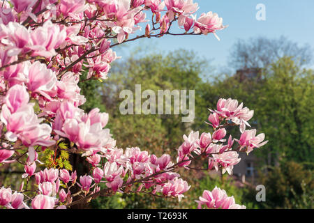 Rosa magnolia blossom. ramoscelli con splendidi fiori di gara. splendida primavera scenario nel parco Foto Stock