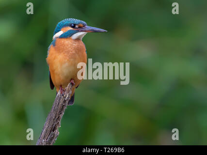 Common kingfisher in posa con intenti guardare oltre l'erba Foto Stock