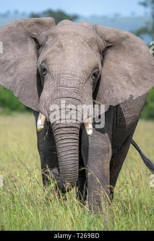 Una vista frontale di un bush africano Elefante africano (Loxodonta africana), Aka savana africana elefante in Masai Mara riserva nazionale , Kenya Foto Stock