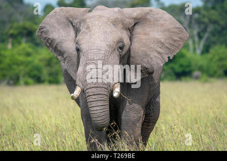 Una vista frontale di un bush africano Elefante africano (Loxodonta africana), Aka savana africana elefante in Masai Mara riserva nazionale , Kenya Foto Stock