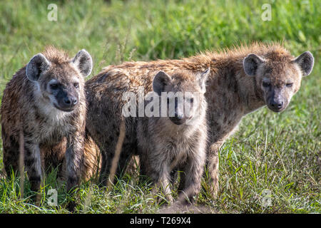Avvistato iene (Crocuta crocuta), noto anche come il ridere iena Masai Mara riserva nazionale,Kenya. Foto Stock