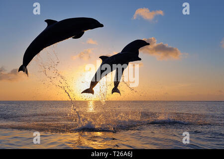 Il tursiope o delfino maggiore (Tursiops truncatus) jumping in mare al tramonto. Mar dei Caraibi, Roatan, isole di Bay, Honduras, America Latina. Foto Stock