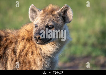 Una chiusura di un Spotted hyena (Crocuta crocuta), noto anche come il ridere iena Masai Mara riserva nazionale,Kenya, Foto Stock