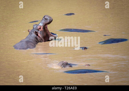 Alcune comuni ippopotamo (Hippopotamus amphibius) bagnarsi nell'acqua fangosa a Masai Mara National Park, in Kenya. Foto Stock