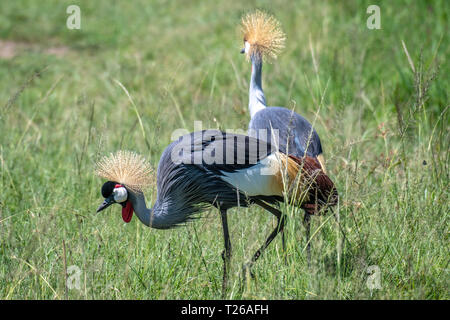 Grey Crowned gru (Balearica regulorum) , il Masai Mara riserva nazionale, Kenya Foto Stock