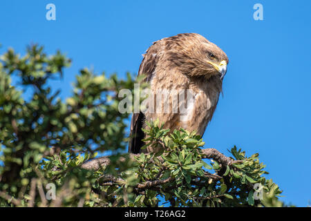 Bruno eagle (Aquila rapax) , il Masai Mara riserva nazionale, Kenya Foto Stock