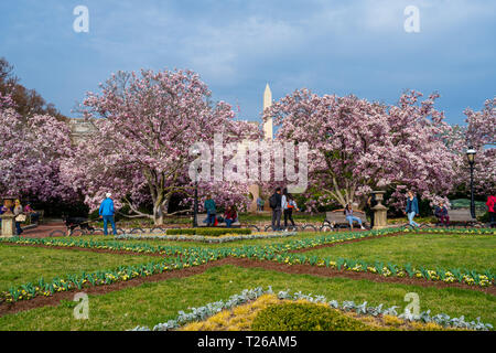 Washington DC, Stati Uniti d'America - 30 Marzo 2019. I boccioli di ciliegio sono in fiore nel Enid A. Haupt giardino; il monumento di Washington è visibile nel backgroun Foto Stock