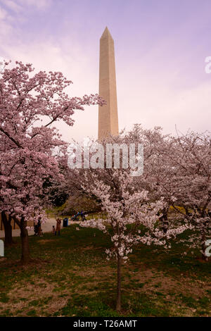 Washington, DC, Stati Uniti d'America - 30 Marzo 2019. Il Monumento di Washington si vede attraverso dei ciliegi in fiore in una mattina di primavera. Foto Stock
