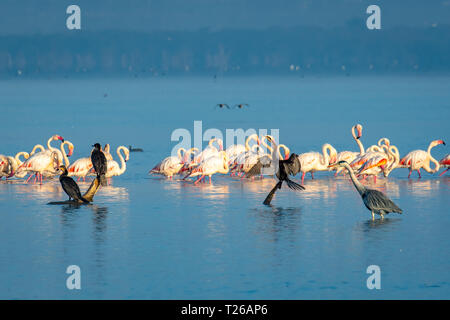 Fenicottero maggiore (Phoenicopterus roseus) e african darter, Lake Nakuru, Kenya Foto Stock