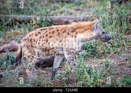 Un spotted hyena (Crocuta crocuta), Aka ridere iena,Nakuru National Park, il Kenya. Foto Stock