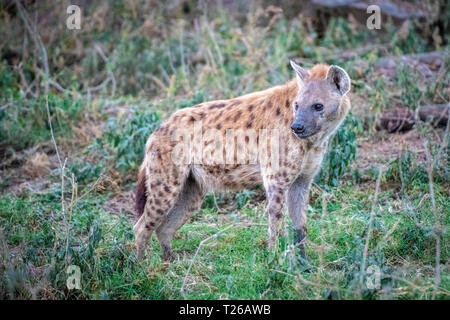 Un spotted hyena (Crocuta crocuta), Aka ridere iena,Nakuru National Park, il Kenya. Foto Stock
