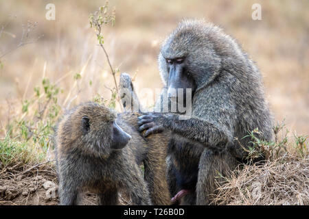 Due Olive babbuini (papio anubis), chiamato anche il babbuino Anubis, Nakuru National Park, Kenya Nakuru National Park, Foto Stock