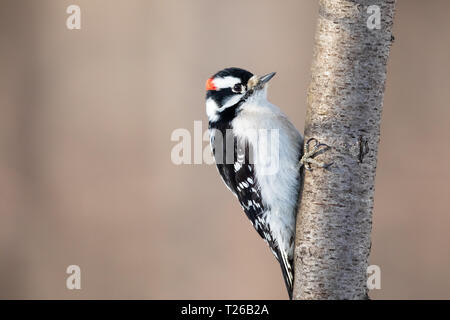 Maschio picchio lanuginosa su un giorno di febbraio in Wisconsin settentrionale. Foto Stock