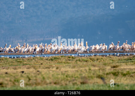 Great White pelican (Pelecanus onocrotalus) Nakuru National Park, Kenya Foto Stock