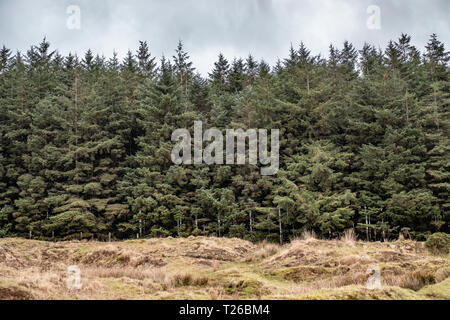 Alberi e cielo scoperto sul Parco Nazionale di Dartmoor, Devon, Regno Unito. Foto Stock