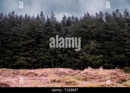 Alberi e cielo scoperto sul Parco Nazionale di Dartmoor, Devon, Regno Unito. Foto Stock