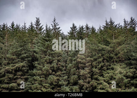 Alberi e cielo scoperto sul Parco Nazionale di Dartmoor, Devon, Regno Unito. Foto Stock