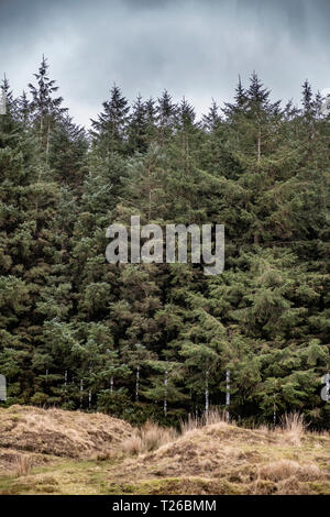 Alberi e cielo scoperto sul Parco Nazionale di Dartmoor, Devon, Regno Unito. Foto Stock