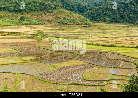 I campi di riso dopo il raccolto, preparare i campi per la semina del riso, paesaggio, Vietnam Foto Stock