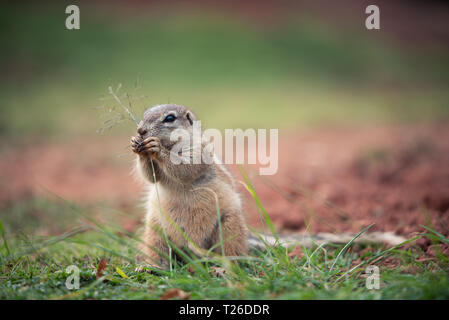 Una terra africana scoiattolo (Xerus Sciuridae) seduti in posizione eretta e roditura su un filamento di erba, Sud Africa Foto Stock