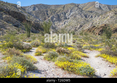 Il paesaggio del deserto a Anza-Borrego parco dello stato. Southern California, Stati Uniti d'America. Foto Stock