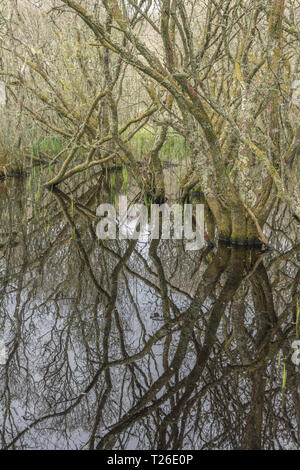 Albero sommerso da inondazione d'acqua / palude boschiva. Scaricare la metafora della palude. Riflessi dell'albero, alberi riflessi nell'acqua, metafora di cattura del carbonio. Foto Stock