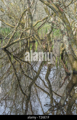 Albero sommerso da inondazione d'acqua / palude boschiva. Scaricare la metafora della palude. Riflessi dell'albero, alberi riflessi nell'acqua, metafora di cattura del carbonio. Foto Stock