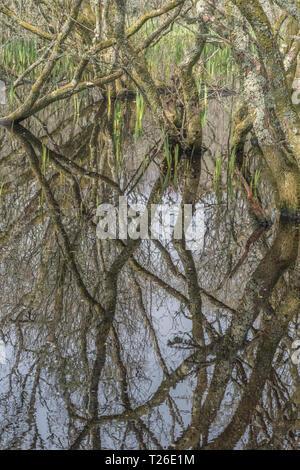 Albero sommerso da inondazione d'acqua / palude boschiva. Scaricare la metafora della palude. Riflessi dell'albero, alberi riflessi nell'acqua, metafora di cattura del carbonio. Foto Stock