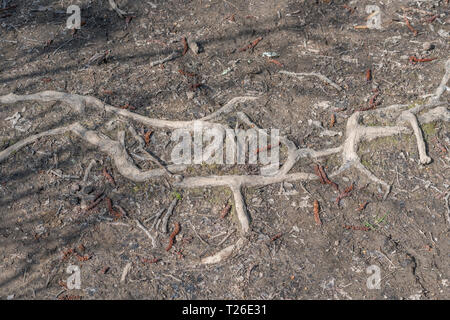 Radici di albero esposte. Metafora, attivazione, analisi della causa principale, directory principale, sistema radice di diffusione, amaro e contorto, contorto o contorto. Foto Stock