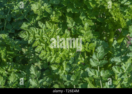 Foglie di primavera di Hemlock Water-Dropwort / Oenanthe crocata nella luce del sole. Altamente velenosi acqua impianto di amorevole e uno del Regno Unito più piante velenose. Foto Stock