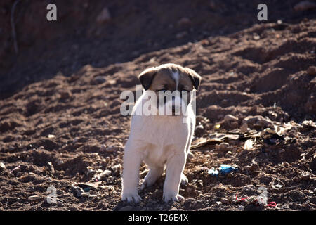 Bianco cucciolo vaganti nel deserto. Il Marocco Foto Stock