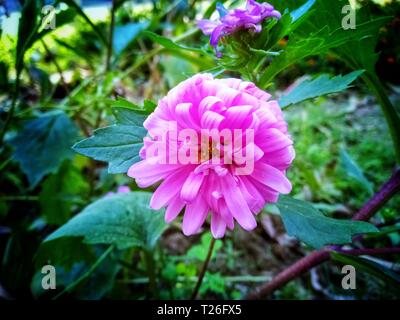 Fiore del Bangladesh. Blur sullo sfondo fiore. Foto Stock