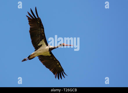 Cicogna Nera vola in alto nel cielo blu Foto Stock