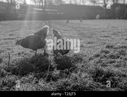 Due polli vagano liberi in un campo nel sole di primavera. il colpo è in bianco e nero Foto Stock