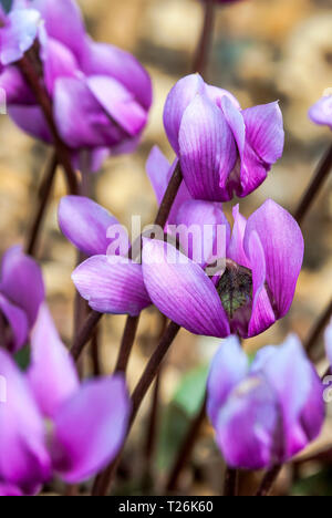 Close-up del gruppo viola di cyclamen purpurascens Foto Stock