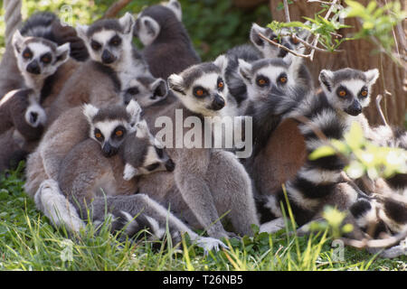 Gruppo anello di coda di lemuri su erba verde Foto Stock