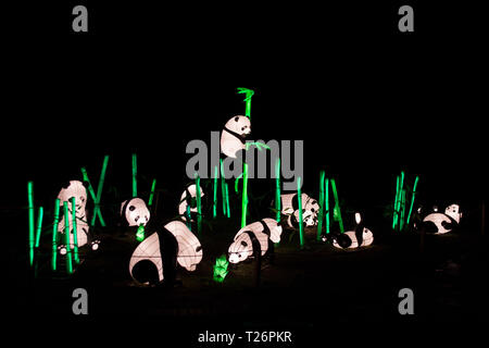 Le lanterne cinesi installazione con gruppo di panda orsi illuminata di notte Foto Stock
